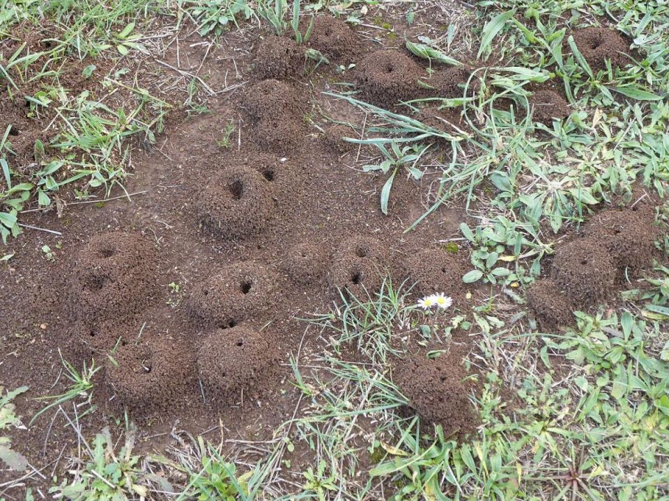 Три простых способа избавиться от муравьев на вашем огороде