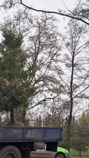 Парк альпак на территории волгоградского ЦПКиО откроется в начале декабря