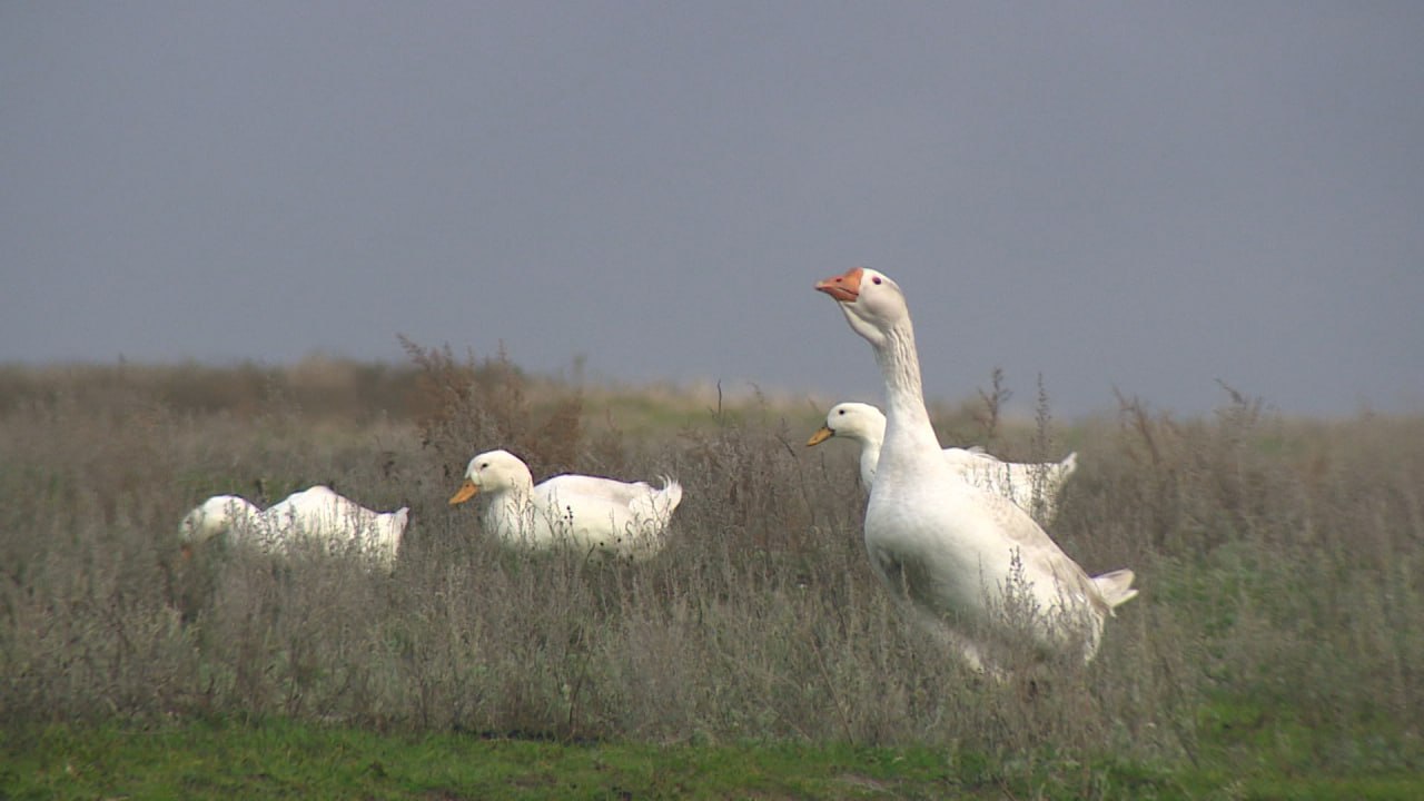 Участник СВО Владимир Антонов стал первым получателем гранта «Агромотиватор» в регионе Участник СВО Владимир Антонов стал первым получателем гранта «Агромотиватор» в регионе