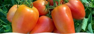 Уникальный помидор, который стоит посадить в вашем саду в этом году