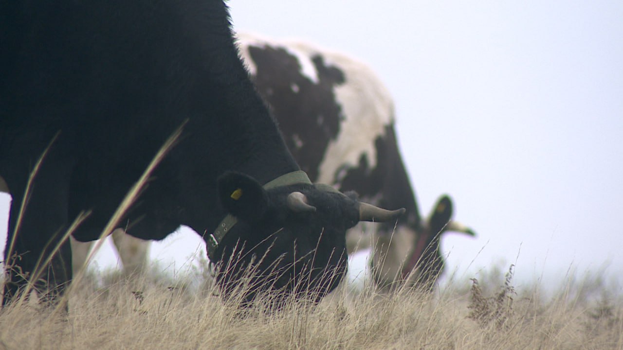 Участник СВО Владимир Антонов стал первым получателем гранта «Агромотиватор» в регионе Участник СВО Владимир Антонов стал первым получателем гранта «Агромотиватор» в регионе