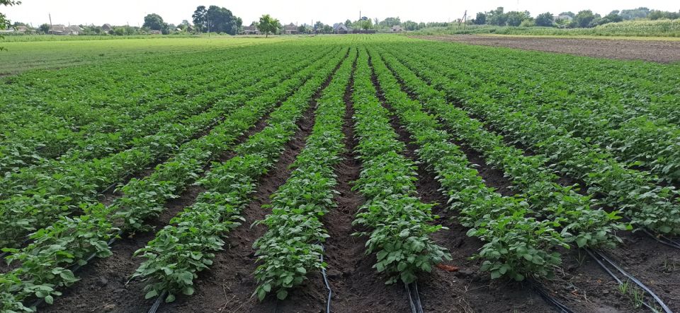 Яичная скорлупа: экономичный способ защитить картофель от медведки