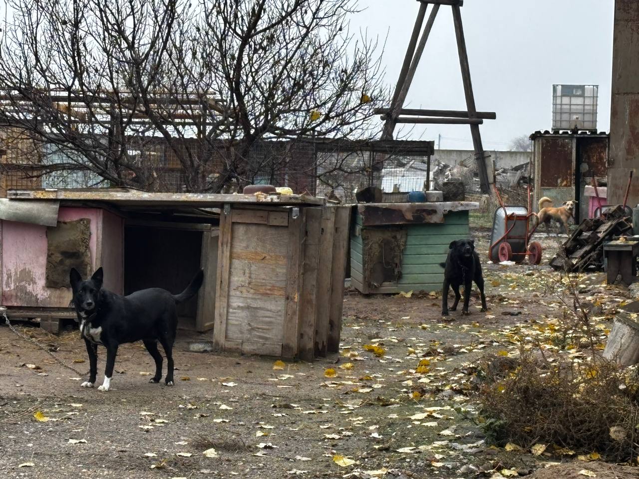 Добро в действии! Ученики школы №35 помогают пушистым подопечным приюта «Уголёк» Добро в действии! Ученики школы №35 помогают пушистым подопечным приюта «Уголёк»