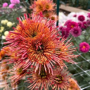 «Бал хризантем» продлён!. Цветочная сказка в Волжском ботаническом саду продолжается! У вас есть ещё целая неделя, чтобы насладиться красотой осенних цветов