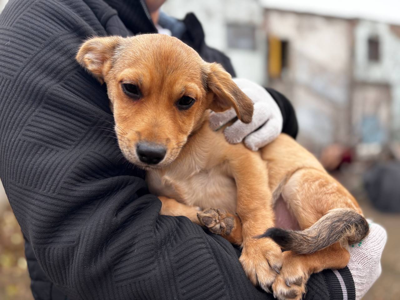 Добро в действии! Ученики школы №35 помогают пушистым подопечным приюта «Уголёк» Добро в действии! Ученики школы №35 помогают пушистым подопечным приюта «Уголёк»