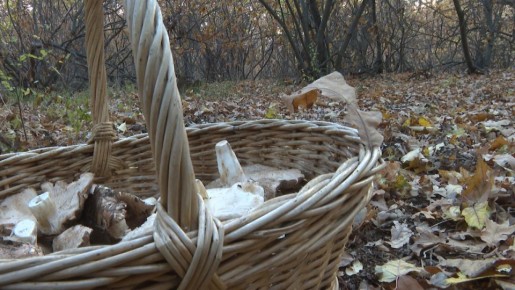 В Волгоградской области назвали победителей онлайн-чемпионата по сбору грибов