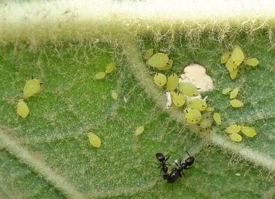 Как справиться с тлей и защитить свой сад