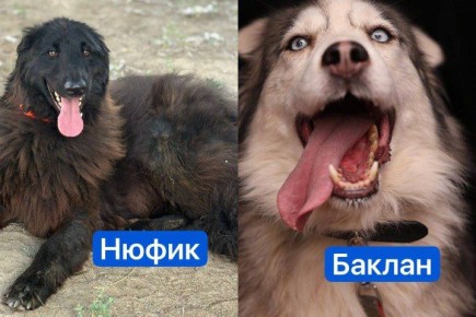 Из приюта в Волгограде — в Европу: две собаки получили шанс на новую жизнь