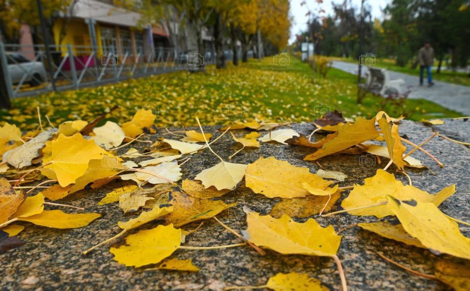 Тепло до +16 и цветение вербы в середине ноября ждет волгоградцев