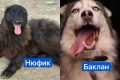 Из приюта в Волгограде — в Европу: две собаки получили шанс на новую жизнь