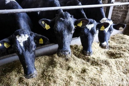 Волгоградцам рассказали о новых способах использования побочных продуктов животноводства