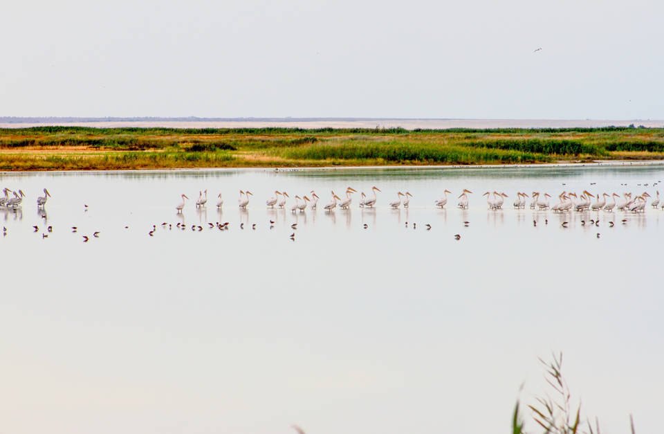 Волгоградский «КАУСТИК» в шорт-листе «Зеленой премии – 2025» Волгоградский «КАУСТИК» в шорт-листе «Зеленой премии – 2025»