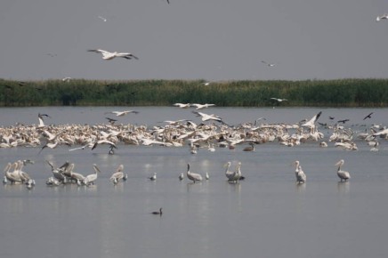 Волгоградский «КАУСТИК» в шорт-листе «Зеленой премии – 2025»