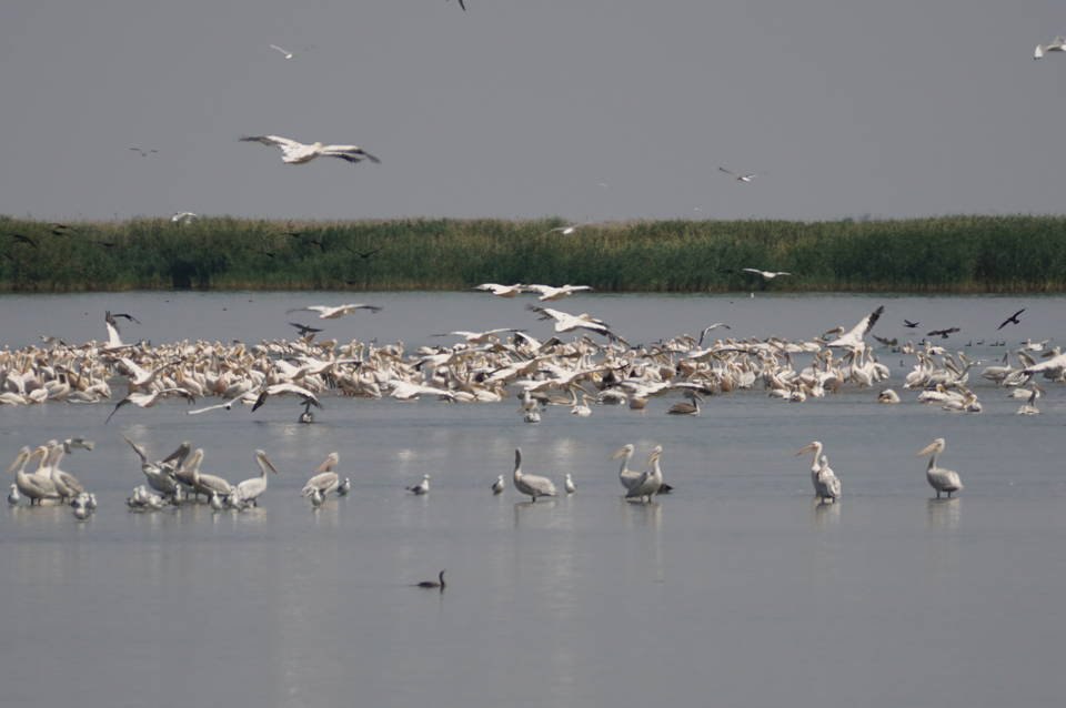 Волгоградский «КАУСТИК» в шорт-листе «Зеленой премии – 2025»