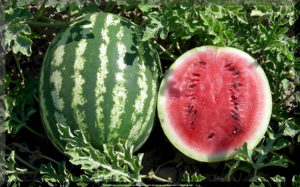 Плавный переход в новый дачный сезон: советы и ответы на вопросы начинающих огородников