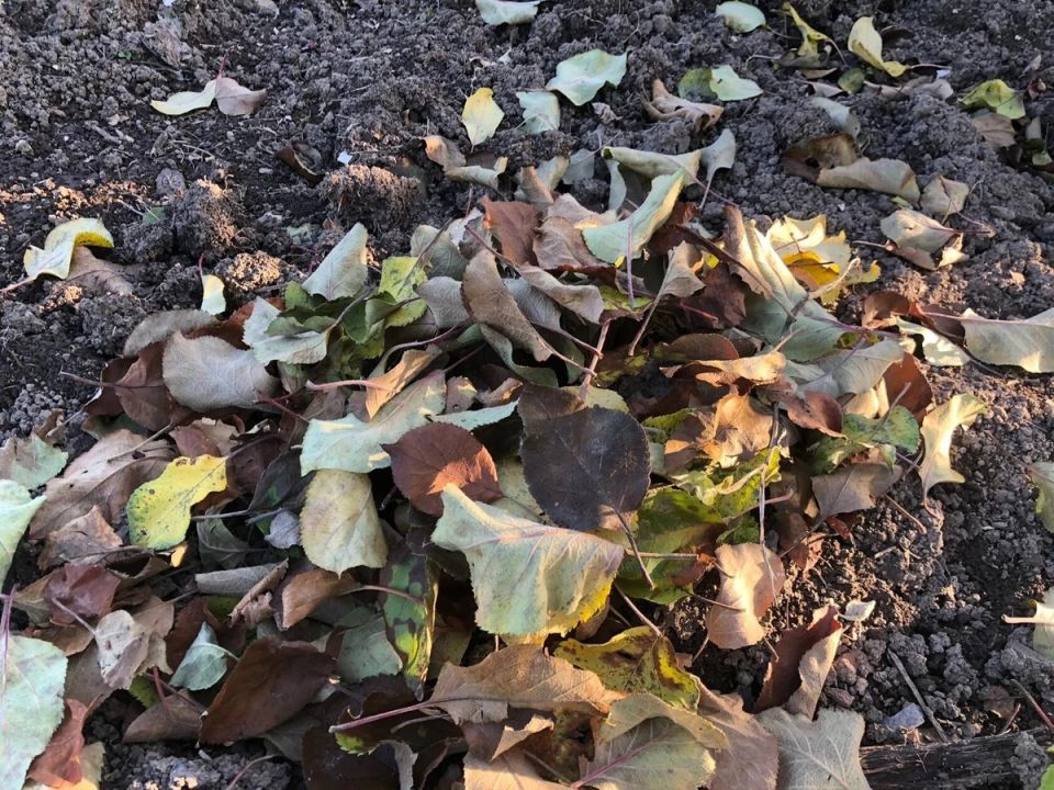 Как осень превращается в шикарное удобрение всего за 15 рублей