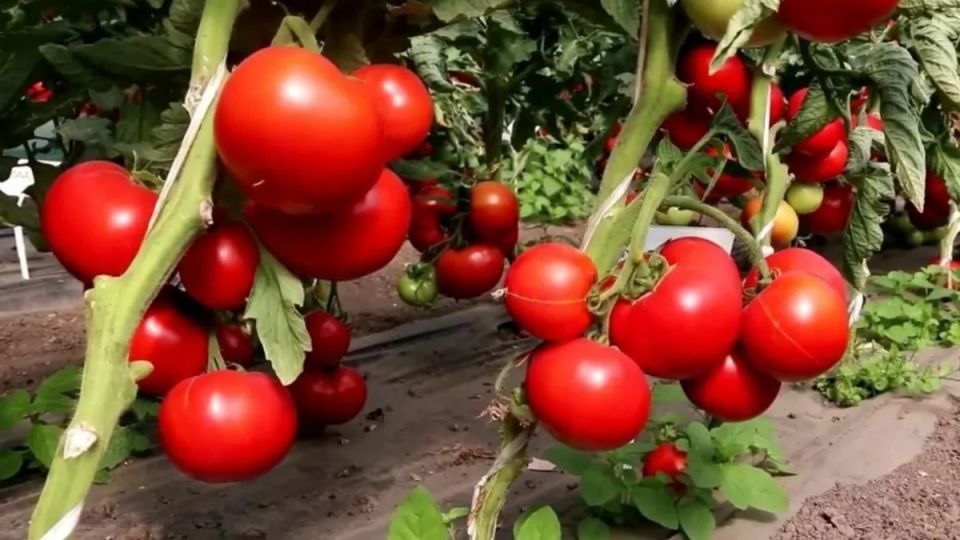 Томат Большая Мамочка: секреты ухода за крупноплодным сортом