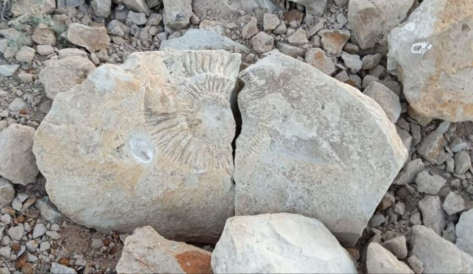 Школьники нашли древний аммонит в Палласовском районе