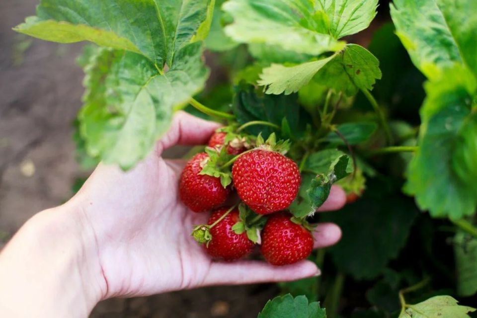 Народные секреты для выдающегося урожая клубники