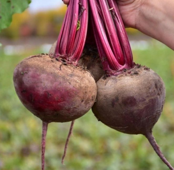 Почему свекла может сгнить при хранении: три главные причины и советы агрономов