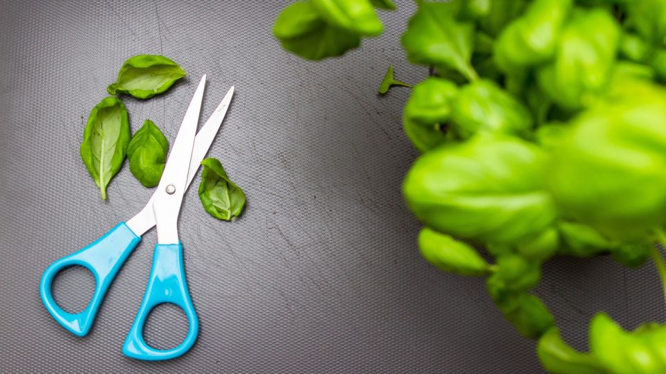 Кухонные ножницы станут острее бритвы без точильного камня: дома найдется нужная вещь