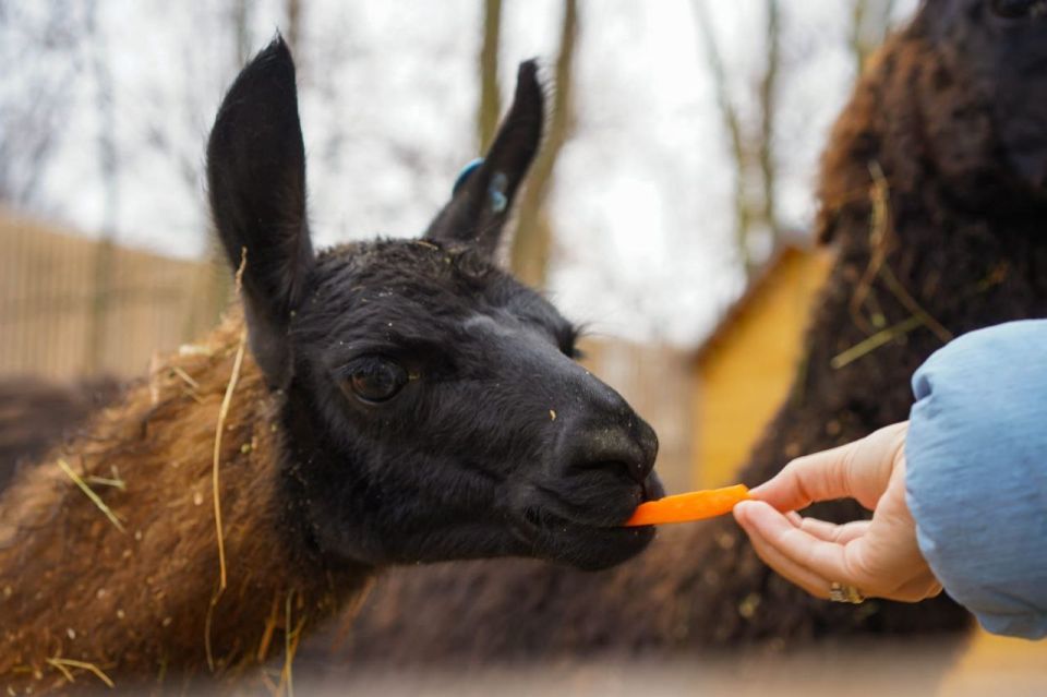 500 килограммов морковки привезли для альпак, лам, козочек и кроликов в ЦПКиО Волгограда