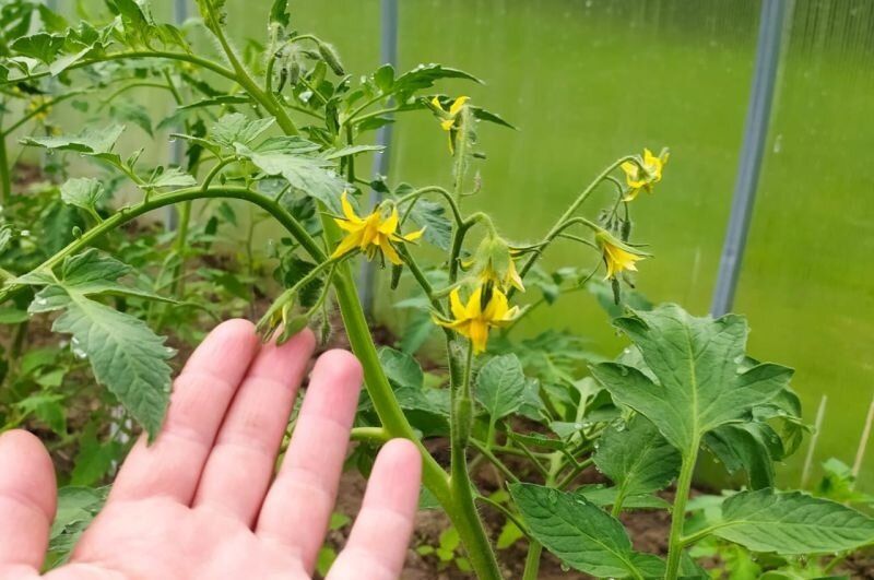 Как стимулировать завязь томатов: секреты успешного урожая в теплице