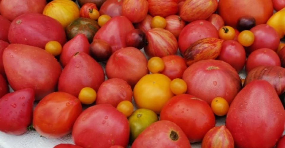 Как эффективно подготовить почву после сбора томатов: простые советы