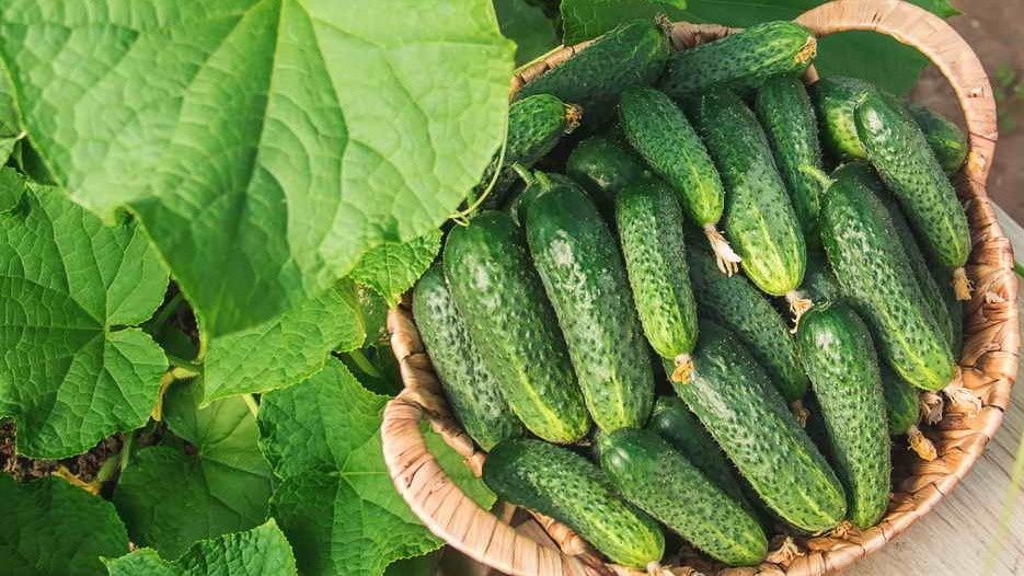 Огуречные чемпионы: Герман и Кураж