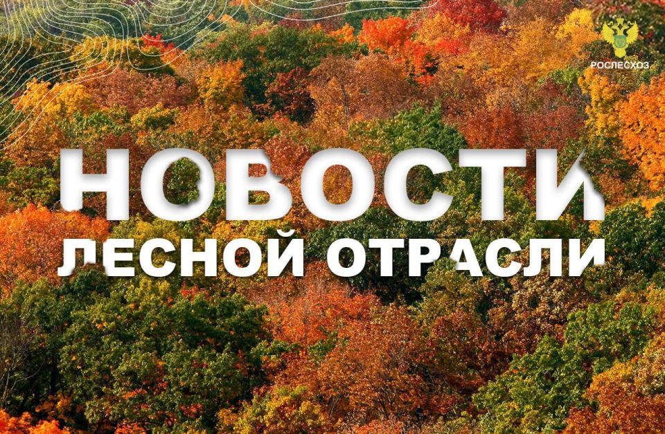 Пинежье: В Архангельской области контроль за рубками леса ведут с помощью дистанционного мониторинга