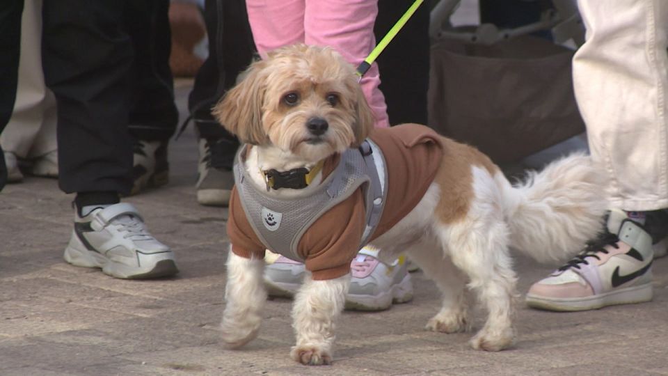 Волгоград вошел в топ-10 городов для путешествия с питомцами в ноябре