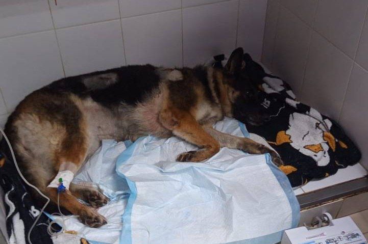 В Волгограде спасают собаку, которую искромсали ножом