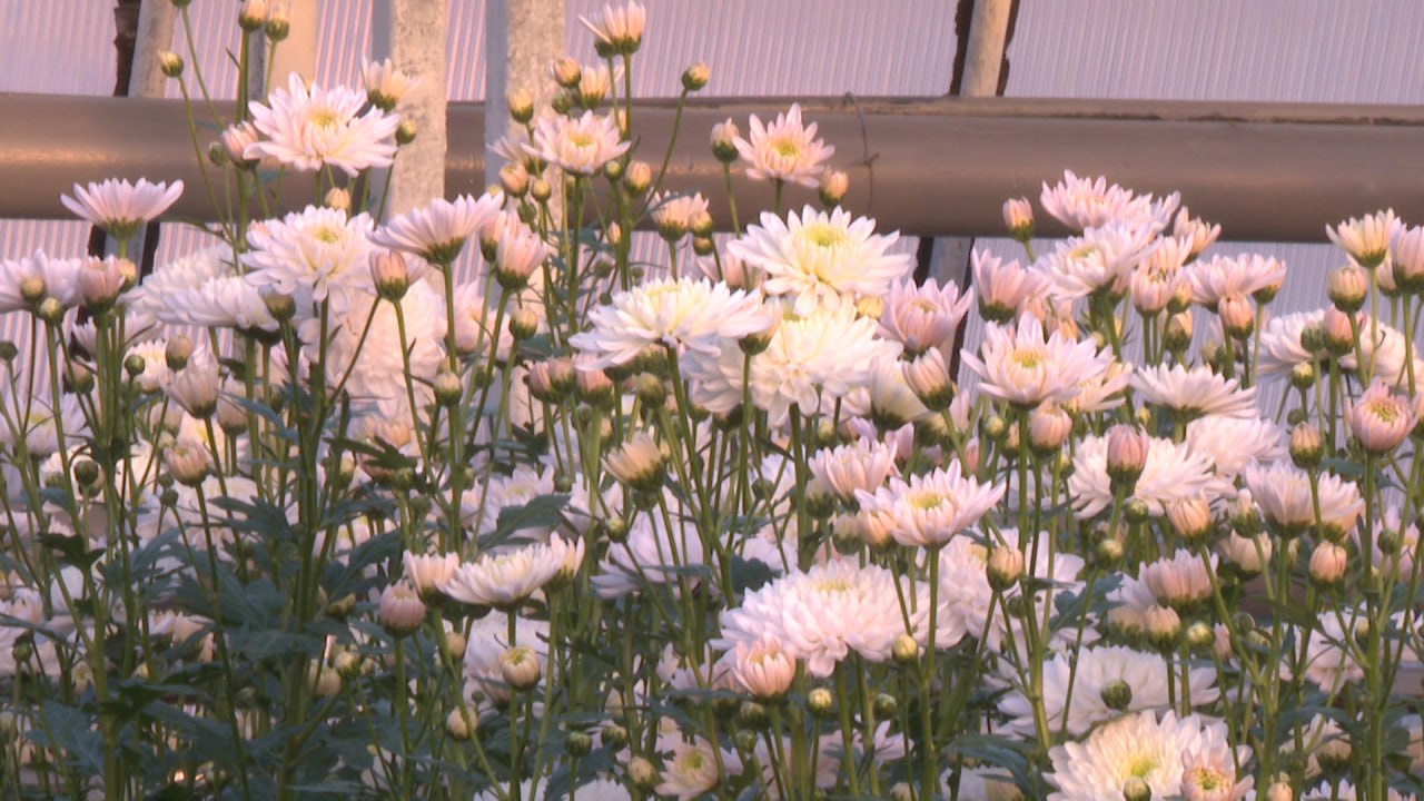 «Бал хризантем» побил рекорд по посещаемости