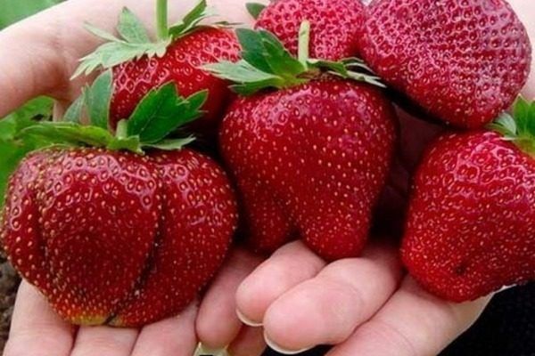 Как выбрать крупноплодные сорта садовой земляники