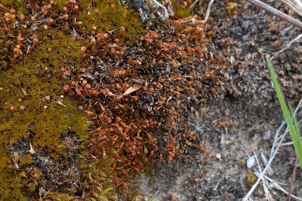 В Волгоградской области обнаружили новую популяцию редкого растения