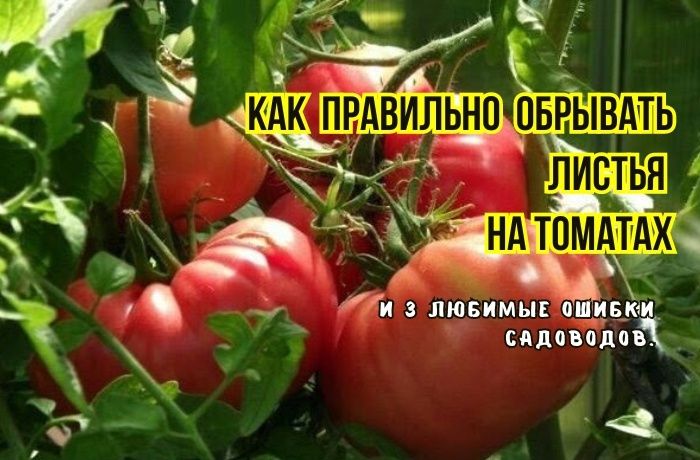 Ошибки при обрывании листьев томатов и их последствия