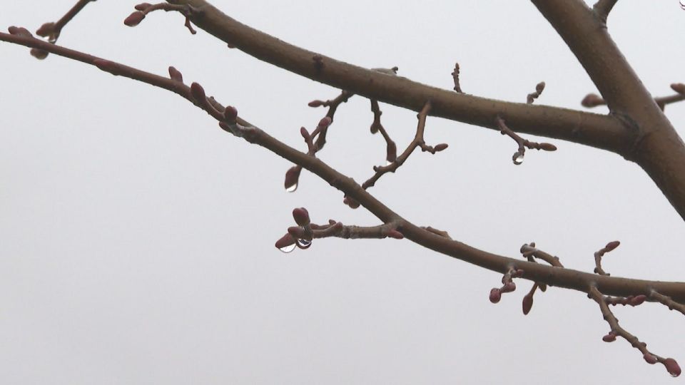 Дождь со снегом спрогнозировали синоптики на севере Волгоградской области