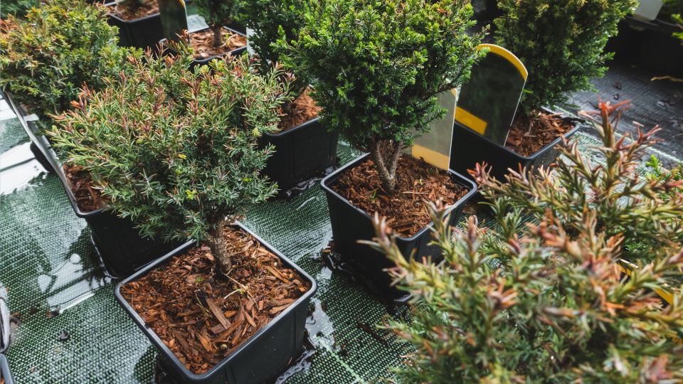 Кипарисовик Лавсона: зов природы или непростой выбор для средней полосы?