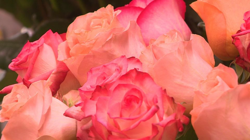 Концерт в честь Дня матери состоится в волгоградском ЦПКиО