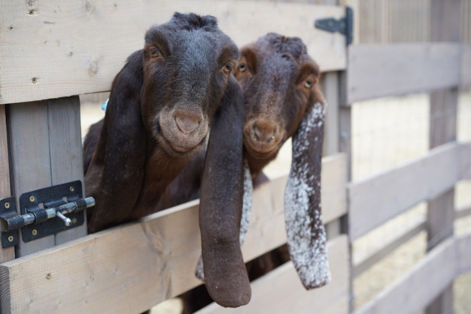 Живой уголок с альпаками, козами, кроликами и ламами открылся в ЦПКиО Волгограда
