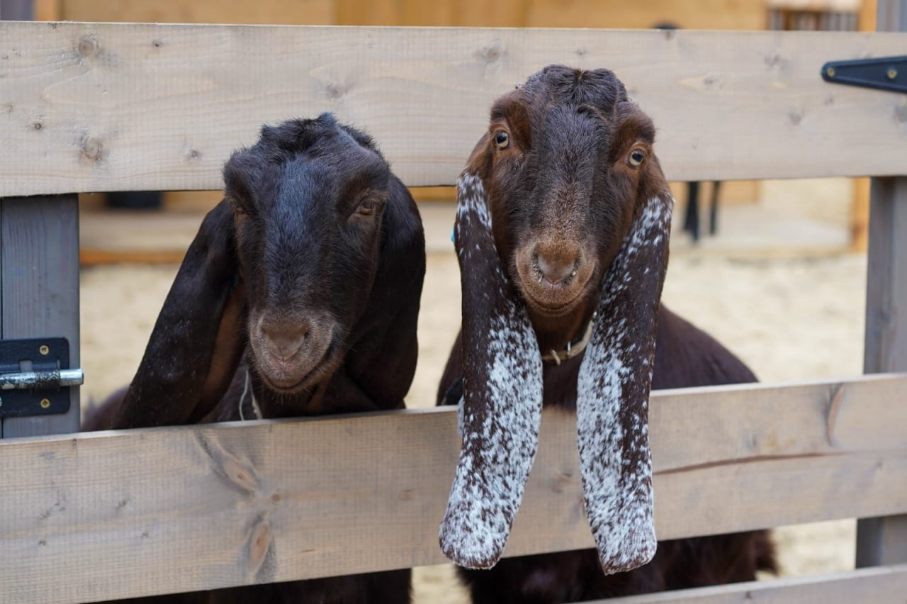 Деревня «Альпаково» открылась в ЦПКиО Волгограда