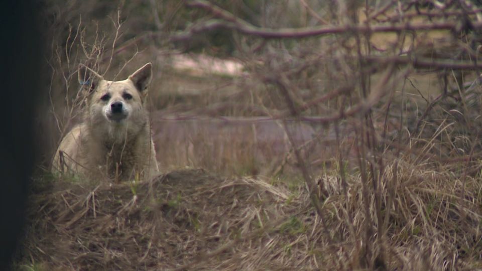 Более 9800 жителей Волгоградской области обратились в больницу по поводу укусов животными