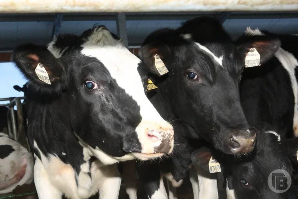 4 тысячи тонн кормов для животных вывезли из Волгоградской области