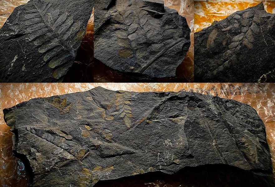 Волгоградский биолог передала в музей «Старая Сарепта» коллекцию окаменелостей древних растений