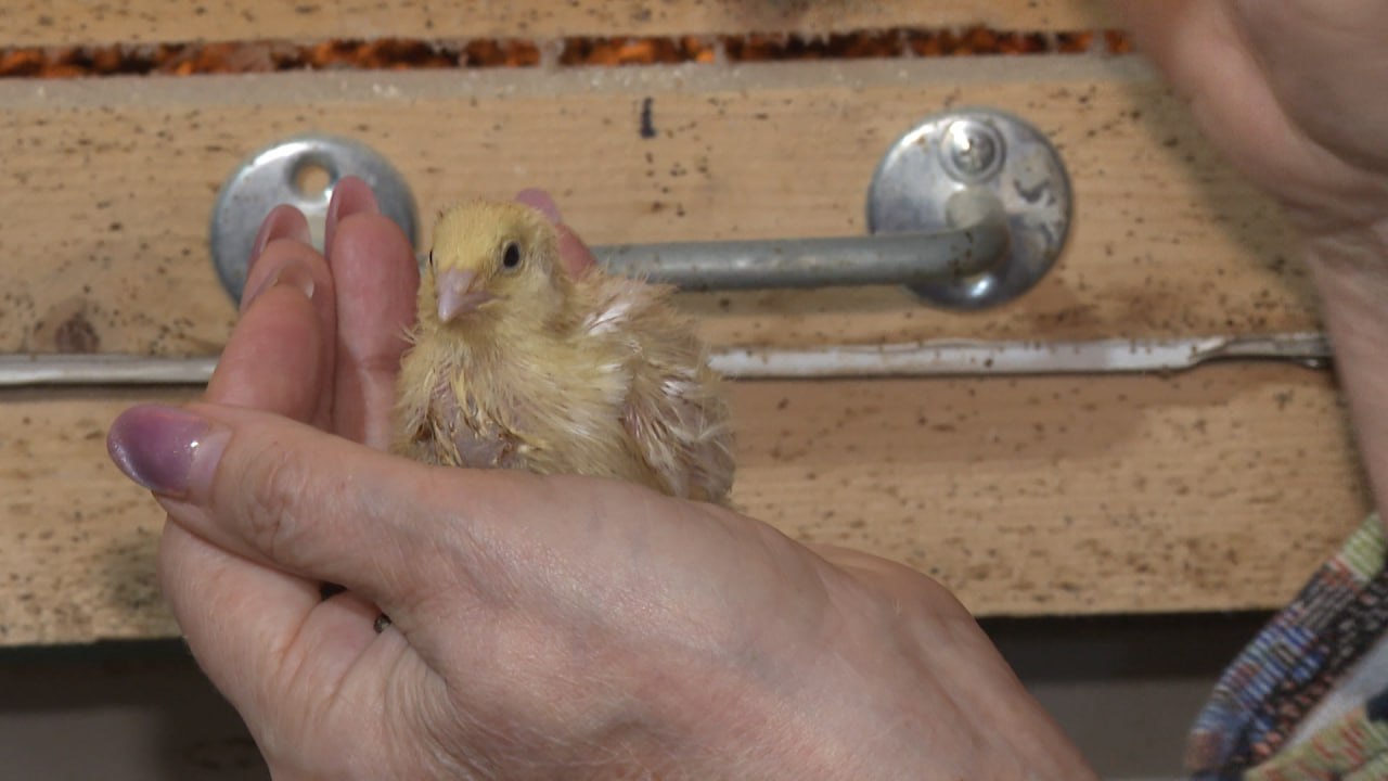 Семья из села Верхнепогромное в Среднеахтубинском районе планирует расширить перепелиную ферму в десять раз Семья из села Верхнепогромное в Среднеахтубинском районе планирует расширить перепелиную ферму в десять раз