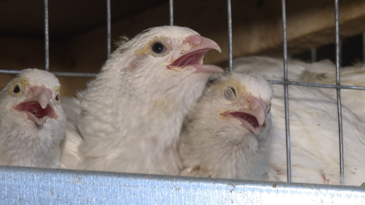 Семья из села Верхнепогромное в Среднеахтубинском районе планирует расширить перепелиную ферму в десять раз Семья из села Верхнепогромное в Среднеахтубинском районе планирует расширить перепелиную ферму в десять раз