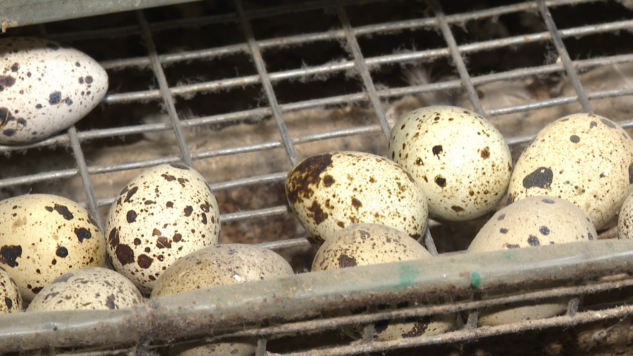 Семья из села Верхнепогромное в Среднеахтубинском районе планирует расширить перепелиную ферму в десять раз Семья из села Верхнепогромное в Среднеахтубинском районе планирует расширить перепелиную ферму в десять раз