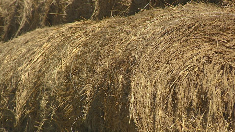 Вспышка бруцеллеза произошла в Ленинском районе