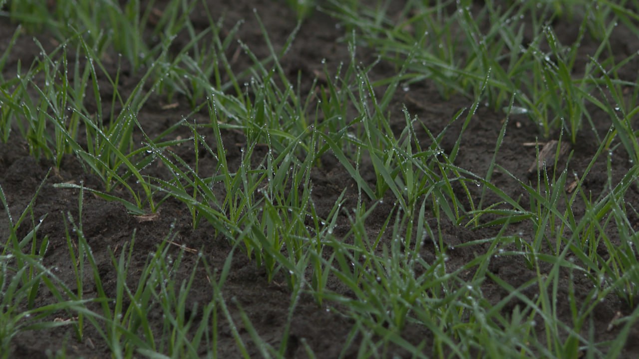 Волгоградские аграрии опасаются повторения бесснежной зимы Волгоградские аграрии опасаются повторения бесснежной зимы