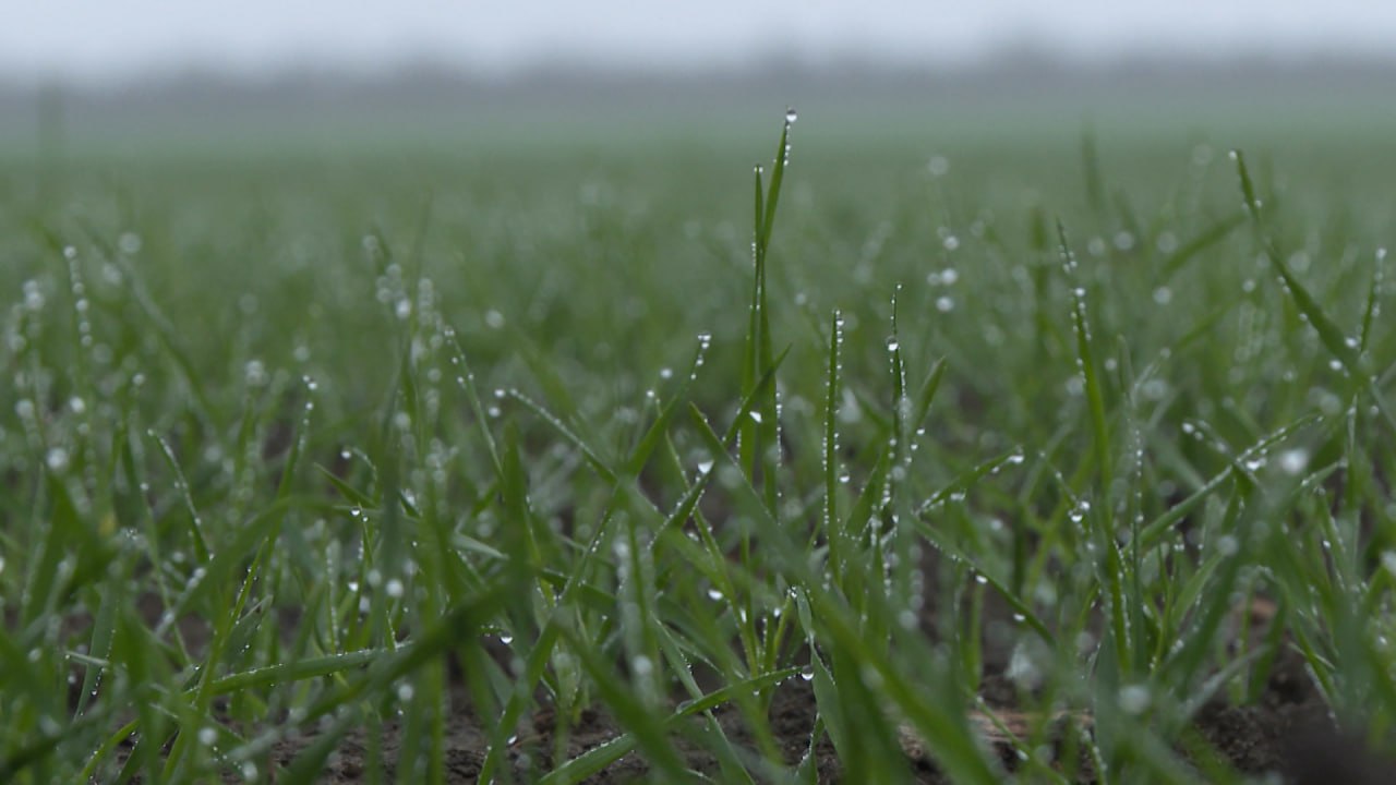 Волгоградские аграрии опасаются повторения бесснежной зимы Волгоградские аграрии опасаются повторения бесснежной зимы